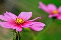 Pink Cosmos flower isolated. Royalty Free Stock Photo