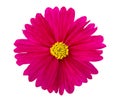 Pink Cosmos flower isolated on white background Royalty Free Stock Photo