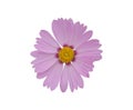 Pink Cosmos flower isolated on white background. Blooming plant with clipping path Royalty Free Stock Photo