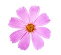 Pink Cosmos flower isolated on white background. Garden Cosmos Royalty Free Stock Photo