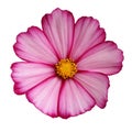 Pink Cosmos flower isolated on a white Royalty Free Stock Photo