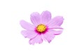 Pink Cosmos flower isolated on white background. Royalty Free Stock Photo