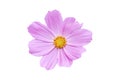 Pink Cosmos flower isolated on white background. Royalty Free Stock Photo