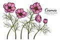 Pink Cosmos flower and leaf drawing illustration with line art on white backgrounds