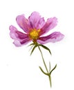 Pink cosmos flower