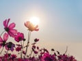 Pink cosmos flower over sunrise sky background Royalty Free Stock Photo