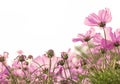 Pink cosmos flower Royalty Free Stock Photo