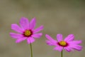 Pink cosmos flower