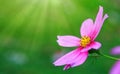 Pink Cosmos flower . Royalty Free Stock Photo