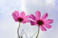 Pink cosmos flower