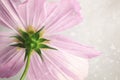 Pink cosmos flower with soft blur background