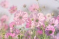 Pink cosmos flower and soft focus,Pretty background