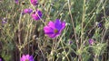 Pink cosmos flower sway on the wind