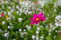 A Pink Cosmos Flower Royalty Free Stock Photo