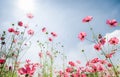 Pink cosmos flower on white backgroundRed cosmos flower on whit