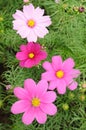 Pink cosmos flowers