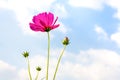 Pink Cosmos flowers beautiful in Green garden ,Beautiful flower