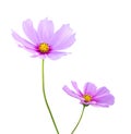 Pink Cosmos flowers Cosmos Bipinnatus isolated on white background, path