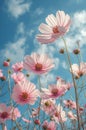 Pink cosmos flowers bloom under a clear blue sky Royalty Free Stock Photo