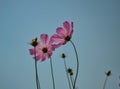 Pink cosmos flowers blooming on blue sky background Royalty Free Stock Photo