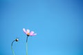 Pink cosmos flowers blooming on bright blue sky background Royalty Free Stock Photo