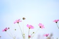 Pink cosmos flowers blooming field on blue sky background Royalty Free Stock Photo