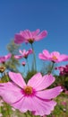 Pink cosmos flowers blooming in the garden