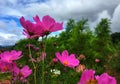 Pink cosmos flowers blooming in the garden in rainy season Royalty Free Stock Photo