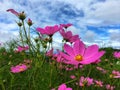 Pink cosmos flowers blooming in the garden in rainy season. Royalty Free Stock Photo