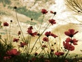 Pink cosmos flowers blooming in the garden with soft sunlight of sky Royalty Free Stock Photo