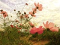 Pink cosmos flowers blooming in the garden with soft sunlight of sky Royalty Free Stock Photo