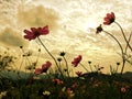 Pink cosmos flowers blooming in the garden with soft sunlight of sky Royalty Free Stock Photo