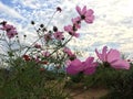 Pink cosmos flowers blooming in the garden under blue sky Royalty Free Stock Photo