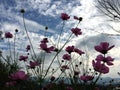 Pink cosmos flowers blooming in the garden under blue sky Royalty Free Stock Photo