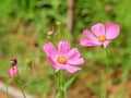 Pink cosmos flowers on blurry background a symbol of peace Royalty Free Stock Photo