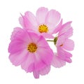 Pink cosmos flowers Royalty Free Stock Photo