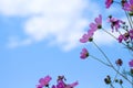 Pink cosmos flowers on bright blue sky with cloud background Royalty Free Stock Photo