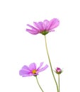 Pink Cosmos flowers Cosmos Bipinnatus isolated on white background, path Royalty Free Stock Photo