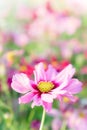 pink cosmos flowers , daisy blossom flowers in the garden Royalty Free Stock Photo