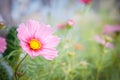 Pink cosmos flowers , daisy blossom flowers in the garden Royalty Free Stock Photo