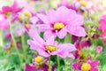 pink cosmos flowers , daisy blossom flowers in the garden Royalty Free Stock Photo