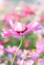 Pink cosmos flowers , daisy blossom flowers in the garden Royalty Free Stock Photo