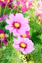 Pink cosmos flowers , daisy blossom flowers in the garden Royalty Free Stock Photo