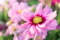 Pink cosmos flowers , daisy blossom flowers in the garden