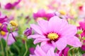 Pink cosmos flowers , daisy blossom flowers in the garden Royalty Free Stock Photo