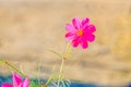 Pink Cosmos flowers or Daisy flowers under sunlight Royalty Free Stock Photo