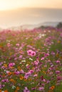 Pink cosmos flowers in flower fields at sunset