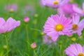 Pink cosmos flowers, soft focus Royalty Free Stock Photo