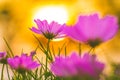 Pink cosmos flowers at sunset, soft focus Royalty Free Stock Photo