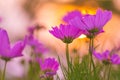 Pink cosmos flowers at sunset, soft focus Royalty Free Stock Photo